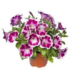 Каскадна Петуния ПЕТУНИЯ PAINTED LOVE PURPLE