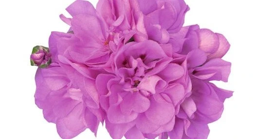 Сакъзчета САКЪЗЧЕ AMETHYST