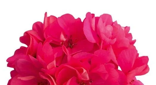 Сакъзчета САКЪЗЧЕ SUPER PINK
