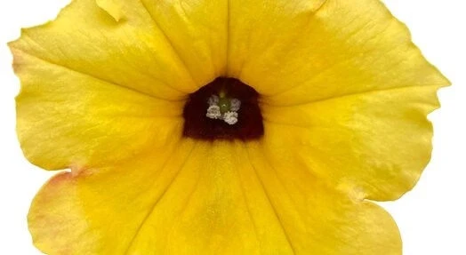 Каскадна Петуния ПЕТУНИЯ YELLOW DARK CENTER