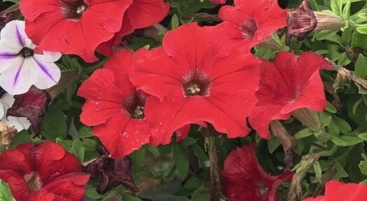 Каскадна Петуния ПЕТУНИЯ TRAILING BIG RED