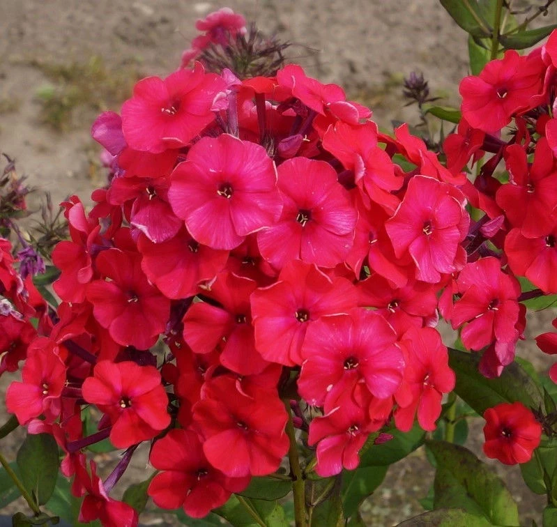 Флокс ФЛОКС RED