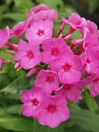 Флокс ФЛОКС PINK