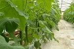Краставици Краставици Трибуно F1