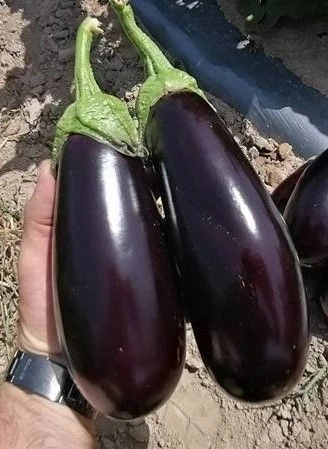 Патладжан ПАТЛАДЖАН КАЗИМИР F1