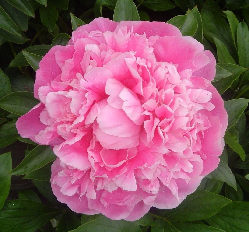 Божур БОЖУР PINK