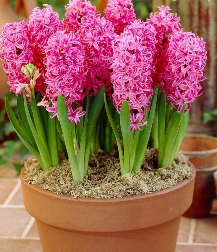 Зюмбюли ЗЮМБЮЛ PINK PEARL