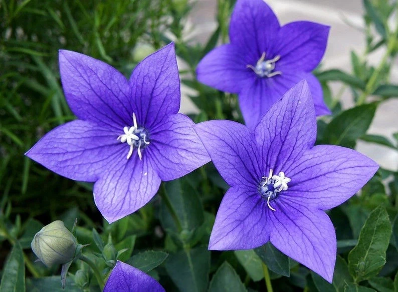 Платикодон ПЛАТИКОДОН BLUE