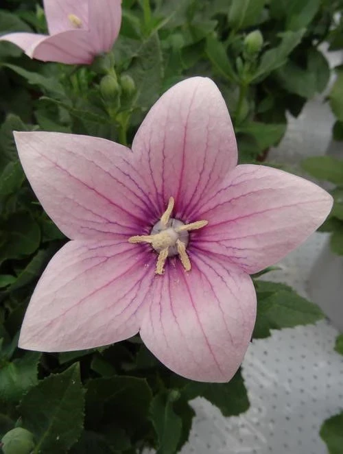 Платикодон ПЛАТИКОДОН PINK
