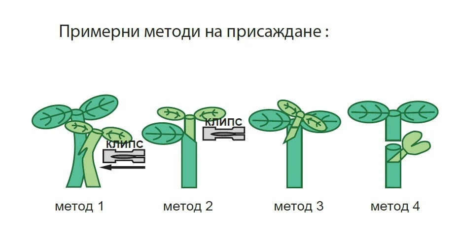 Краставици Подложка Флексифорт F1