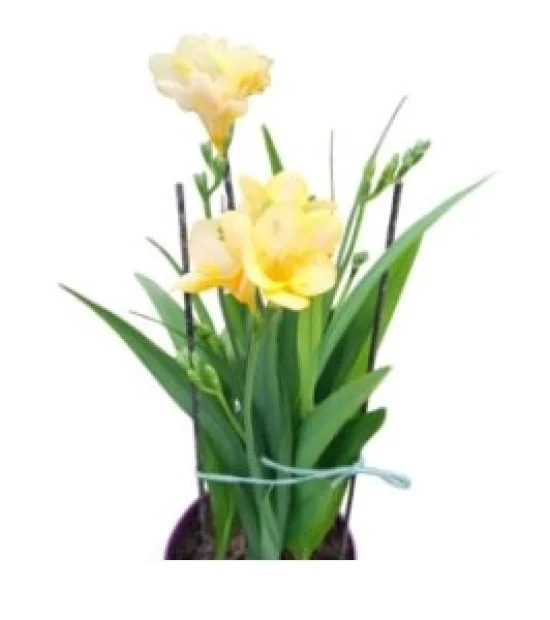 Домати Хепинет F1