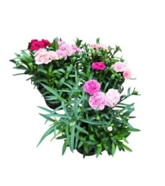 Домати Домати розетано F1 /  Rosetano F1