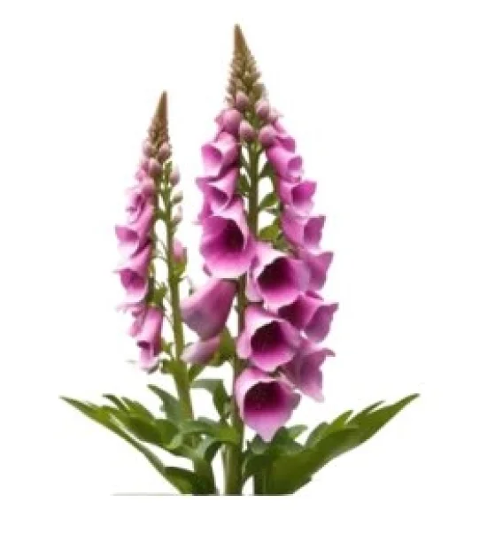 Домати Хепинет F1