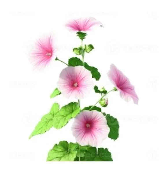 Домати Хепинет F1