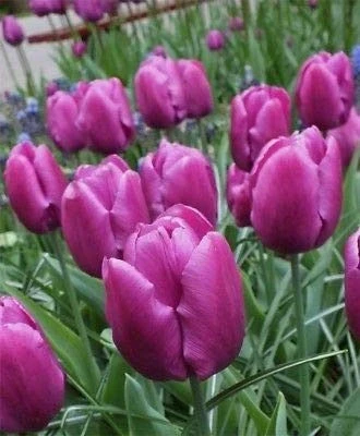 Лалета ЛАЛЕ PURPLE PRINCЕ