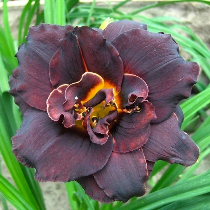 Хемерокалис ХЕМЕРОКАЛИС  DOUBLE BLACK