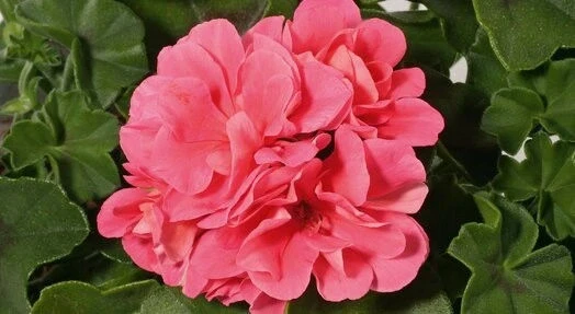 Сакъзчета САКЪЗЧЕ PINK