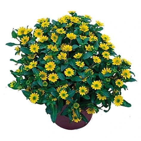 Санвиталия САНВИТАЛИЯ COMPACT YELLOW
