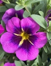 Калибрахое КАЛИБРАХОЕ PURPLE TRICOLOR