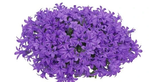 Кампанула КАМПАНУЛА KRIS