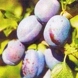 Сливи СЛИВА ПАСИФИК