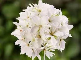 Мушкато МУШКАТО STARRY WHITE