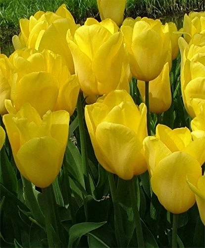 Лалета ЛАЛЕ STRONG GOLD