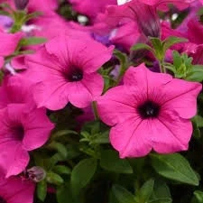 Каскадна Петуния ПЕТУНИЯ SUMO ROSE
