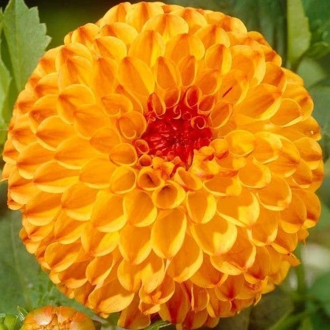 Далия ДАЛИЯ (BALL) SUNNY BOY