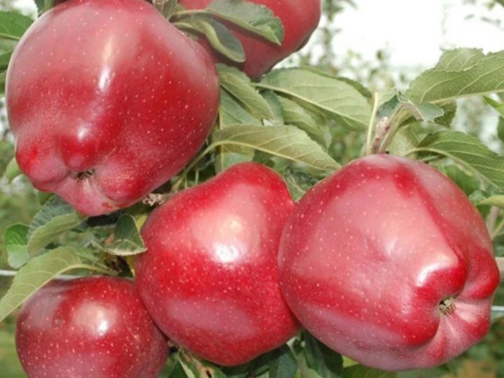 Ябълки ЯБЪЛКА СУПЕР ЧИФ