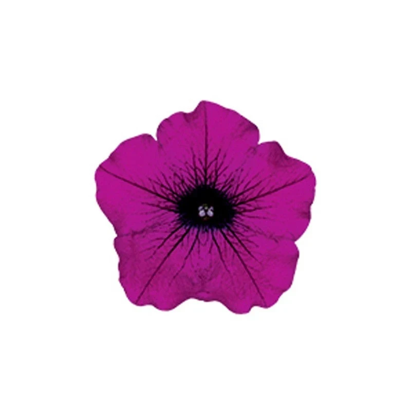 Каскадна Петуния ПЕТУНИЯ SURFINIA PURPLE