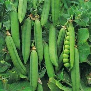 Бобови култури Утрило