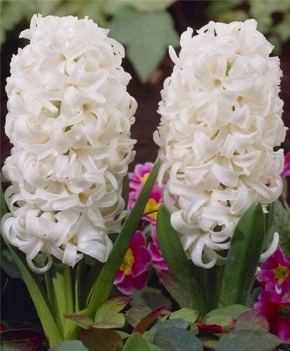 Зюмбюли ЗЮМБЮЛ WHITE PEARL