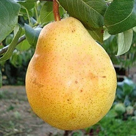 Круши КРУША ЖИФАРДОВА МАСЛОВКА