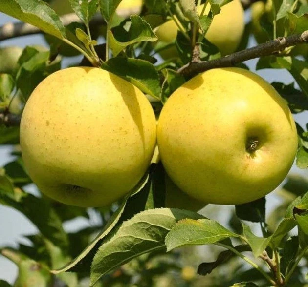 Ябълки ЯБЪЛКА ЗЛАТНА ПРЕВЪЗХОДНА