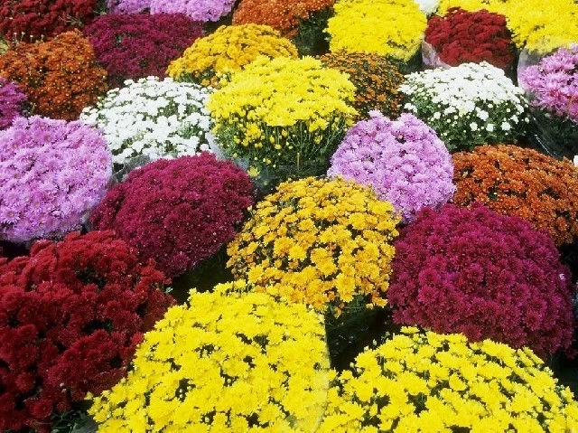 GEDIFLORA ВИЖ ТУК