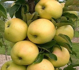 Ябълки ЯБЪЛКА ГОЛДЕН БИ