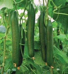 Краставици Краставици Дефенс F1