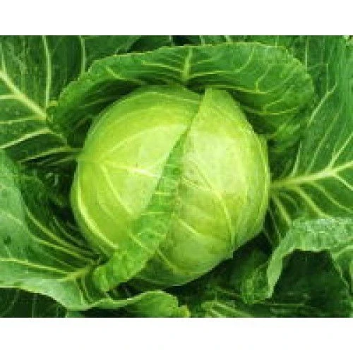 Зелеви култури ЗЕЛЕ ИРОДОРИ