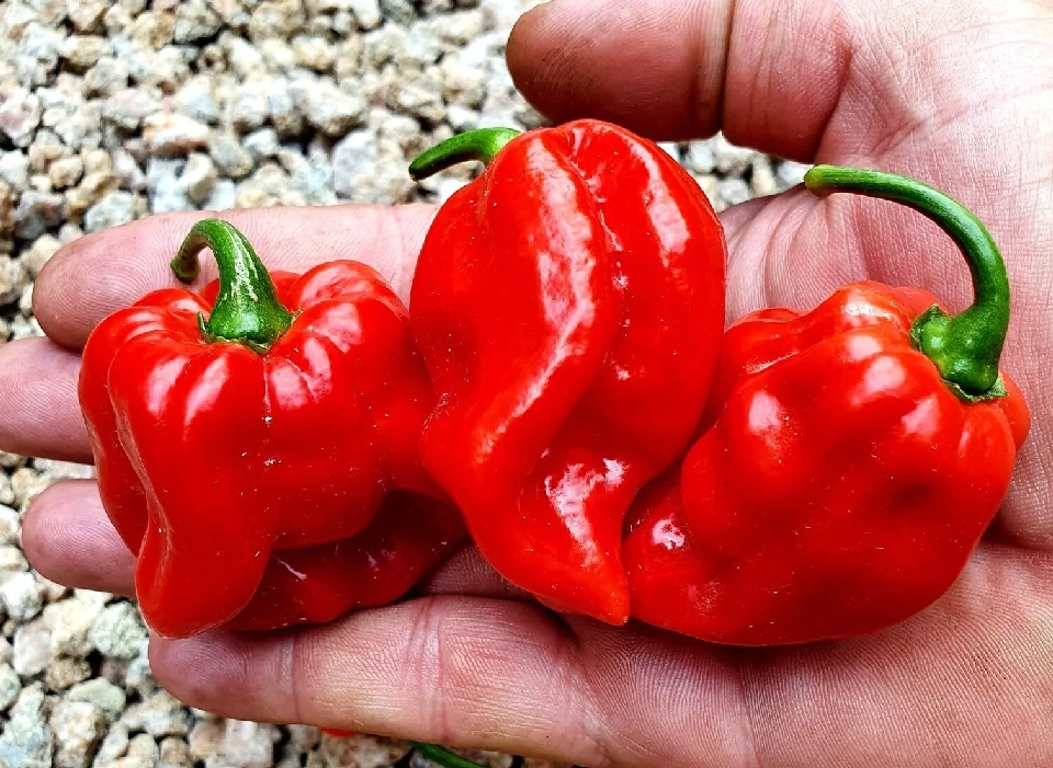 Люти чушки ХАБАНЕРО RED