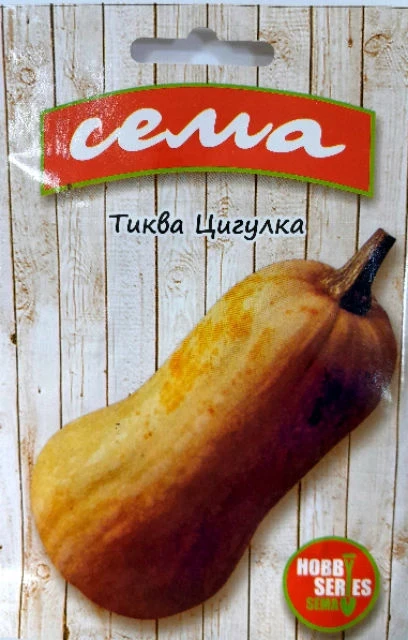 Тикви ТИКВА ЦИГУЛКА
