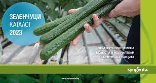 Каталог Syngenta 2023г.