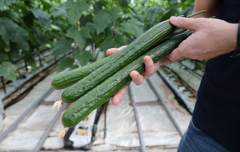 Македон - търсеният баланс от вкус и висок добив