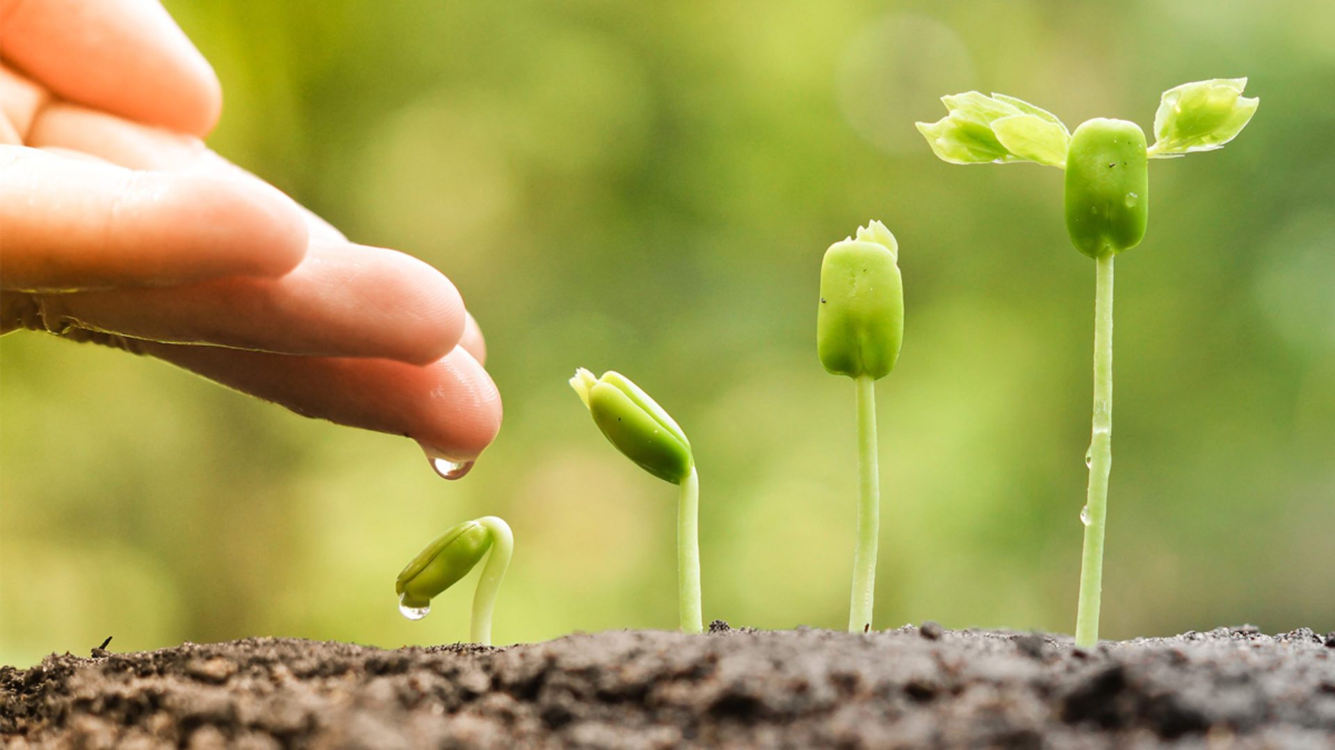 Agriplant